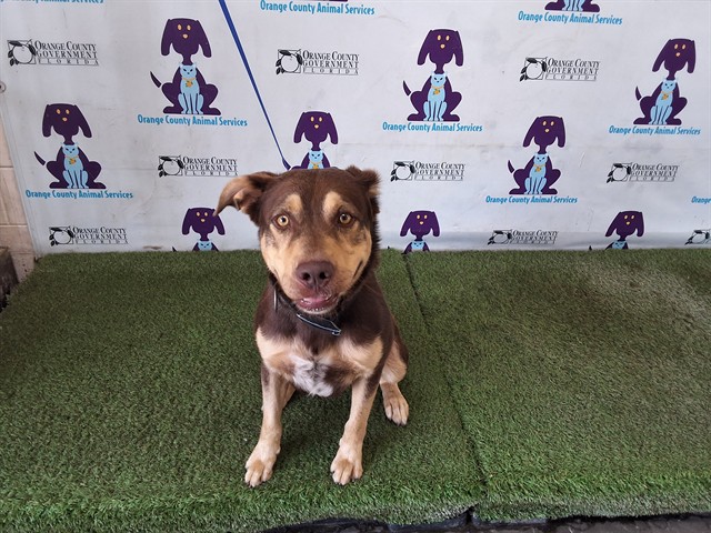 Shelter Stray Male Dog last seen , 2769 Conroy Rd, Orlando, FL 32839, USA