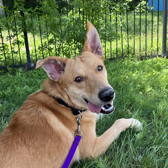 Shelter Stray Male Dog last seen Near BLOCK OAK KNOLL DR, San Antonio, TX 78227