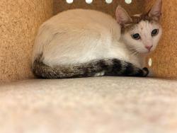 Shelter Stray Female Cat last seen Near BLOCK PEDLEY RD, JURUPA VALLEY CA 92509, Jurupa Valley, CA 92509