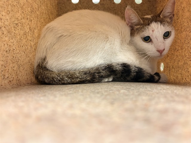 Shelter Stray Female Cat last seen Near BLOCK PEDLEY RD, JURUPA VALLEY CA 92509, Jurupa Valley, CA 92509