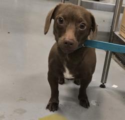 Shelter Stray Male Dog last seen Near BLOCK MINOR ST, SAN JACINTO CA 92583, San Jacinto, CA 92582