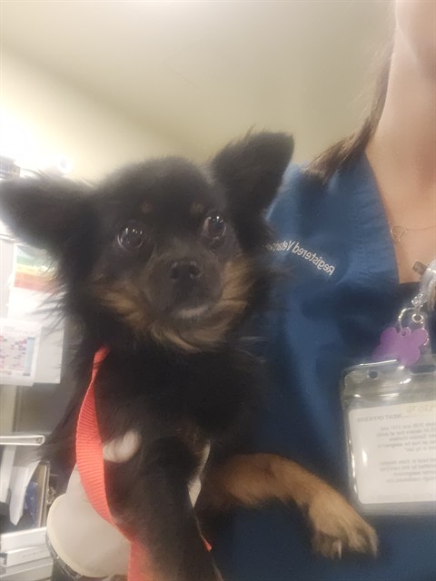 Shelter Stray Female Dog last seen S SANTA FE AVE/MAIN ST, SAN JACINTO CA 92583, San Jacinto, CA 92582