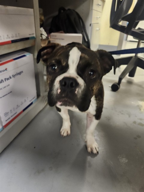Shelter Stray Male Dog last seen Near BLOCK EL NIDO AVE, PERRIS, CA, San Jacinto, CA 92582