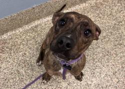 Shelter Stray Male Dog last seen Near BLOCK S CORONA ST, COLORADO SPRINGS CO 80905, Colorado Springs, CO 80905