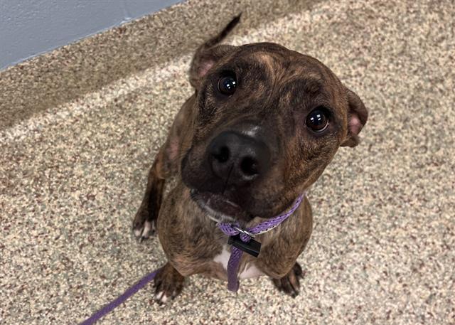Shelter Stray Male Dog last seen Near BLOCK S CORONA ST, COLORADO SPRINGS CO 80905, Colorado Springs, CO 80905