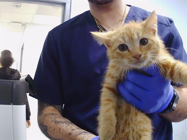 Shelter Stray Male Cat last seen CHARLOTTE, Charlotte, NC 28217