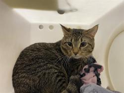 Shelter Stray Male Cat last seen Near BLOCK S 15TH PL, Milwaukee, WI 53215