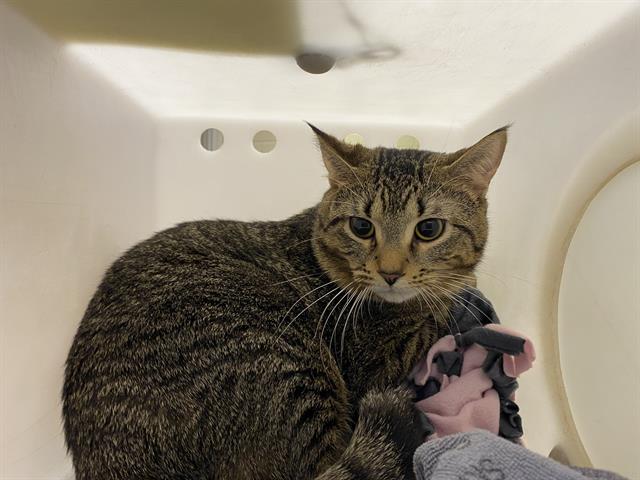 Shelter Stray Male Cat last seen Near BLOCK S 15TH PL, Milwaukee, WI 53215
