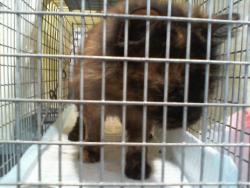 Shelter Stray Female Cat last seen CHARLOTTE, Charlotte, NC 28217