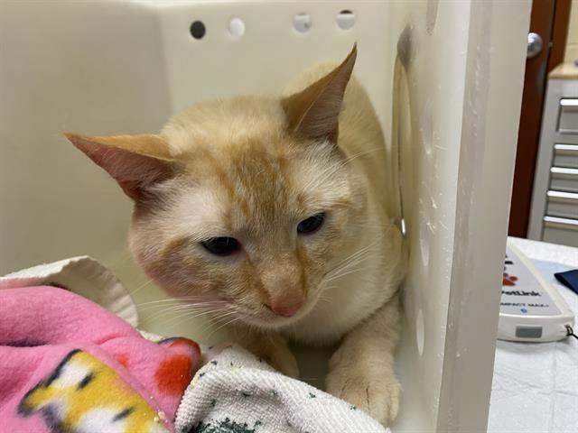 Shelter Stray Male Cat last seen Near BLOCK S 22ND ST, Milwaukee, WI 53215