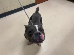 Shelter Stray Male Dog last seen , Milwaukee, WI 53215