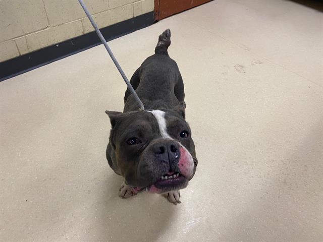 Shelter Stray Male Dog last seen , Milwaukee, WI 53215
