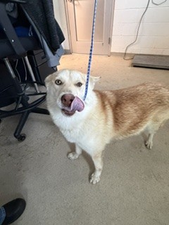Shelter Stray Female Dog last seen BURLINGTON AC, Green Level, NC 27217