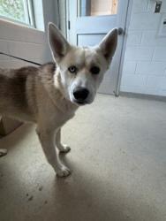 Shelter Stray Male Dog last seen BURLINGTON AC, Green Level, NC 27217