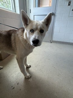 Shelter Stray Male Dog last seen BURLINGTON AC, Green Level, NC 27217