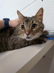 Shelter Stray Male Cat last seen ST PETERS, St. Peters, MO 63376