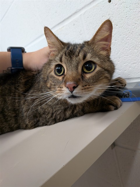 Shelter Stray Male Cat last seen ST PETERS, St. Peters, MO 63376