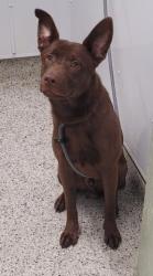 Shelter Stray Male Dog last seen BARHAM ST & MACK AVEDETROIT, MI 48224, Detroit, MI 48211