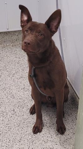 Shelter Stray Male Dog last seen BARHAM ST & MACK AVEDETROIT, MI 48224, Detroit, MI 48211