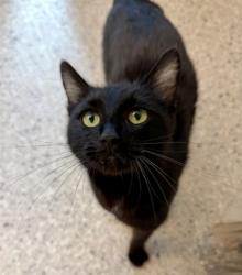 Shelter Stray Female Cat last seen Near BLOCK BROADWAY, Brighton, CO 80601