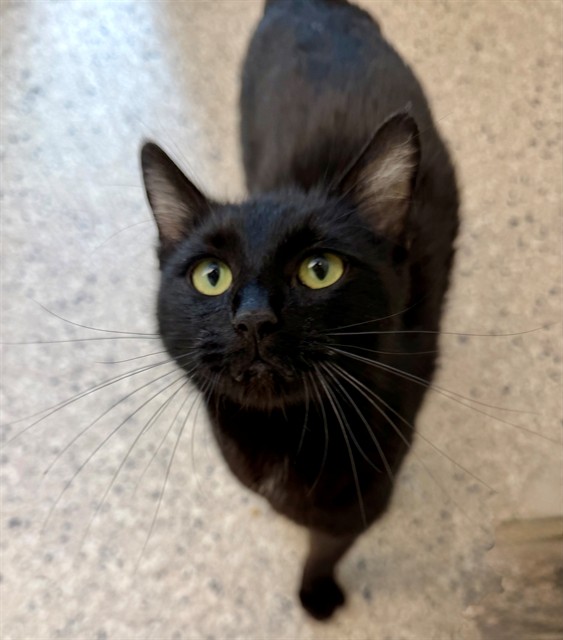 Shelter Stray Female Cat last seen Near BLOCK BROADWAY, Brighton, CO 80601