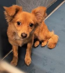 Shelter Stray Male Dog last seen Near BLOCK METTEAL ST DETROIT MI 48227, Detroit, MI 48211