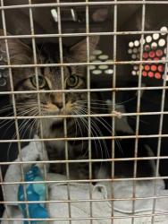 Shelter Stray Male Cat last seen 104TH & BRIGHTON RD, Brighton, CO 80601