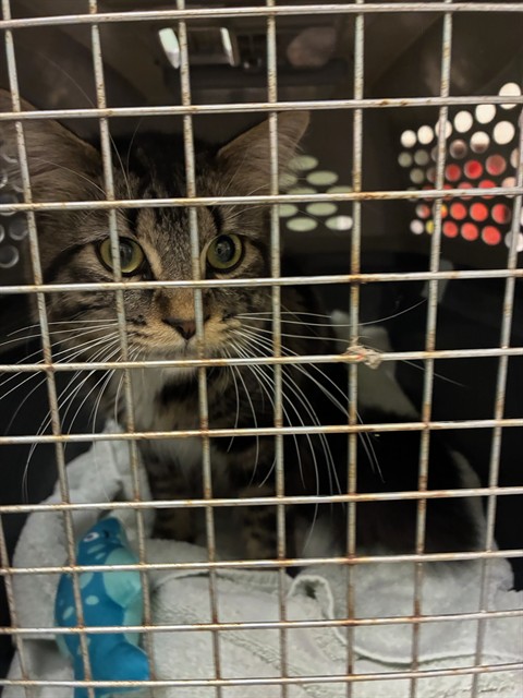 Shelter Stray Male Cat last seen 104TH & BRIGHTON RD, Brighton, CO 80601