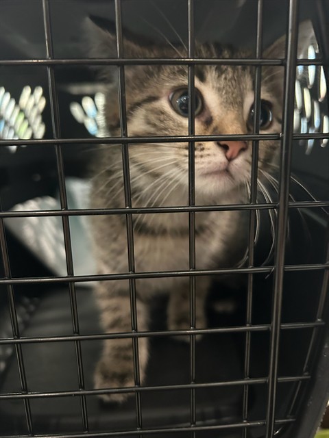 Shelter Stray Female Cat last seen 60TH AND DAHLIA, Brighton, CO 80601