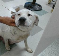 Shelter Stray Female Dog last seen Near BLOCK S SIELD BLV OKLAHOMA CITY OK 73129, Oklahoma City, OK 73129