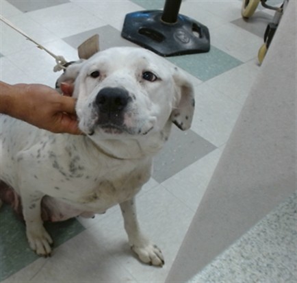 Shelter Stray Female Dog last seen Near BLOCK S SIELD BLV OKLAHOMA CITY OK 73129, Oklahoma City, OK 73129