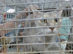 Shelter Stray Unknown Cat last seen , Oklahoma City, OK 73129
