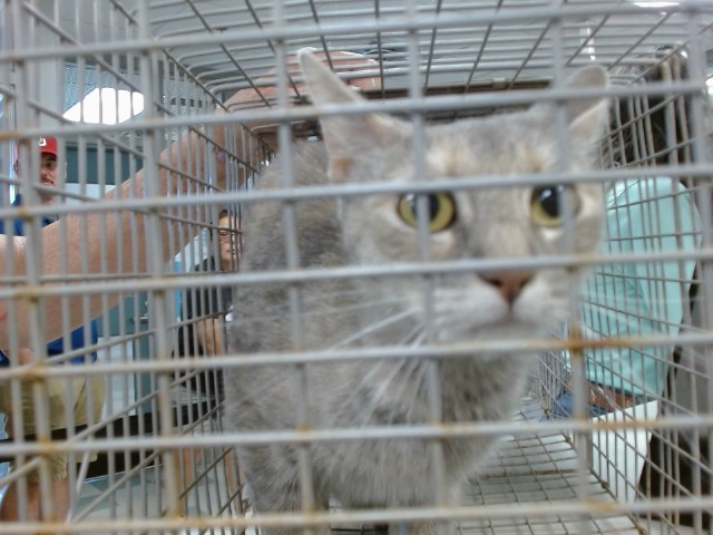 Shelter Stray Unknown Cat last seen , Oklahoma City, OK 73129