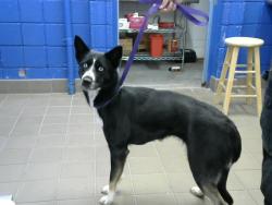 Shelter Stray Female Dog last seen Near BLOCK TRAMWAY BLVD, Albuquerque, NM 87112