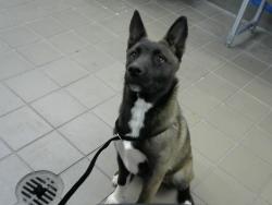 Shelter Stray Female Dog last seen BRITT ST, Albuquerque, NM 87112