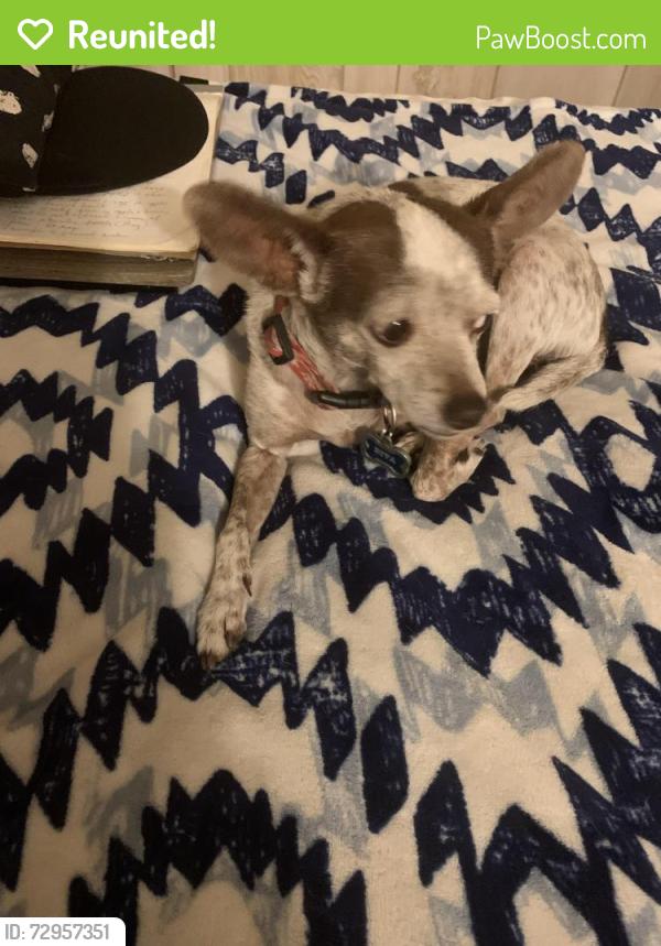 Reunited Female Dog last seen Decatur and Doe, Las Vegas, NV 89146