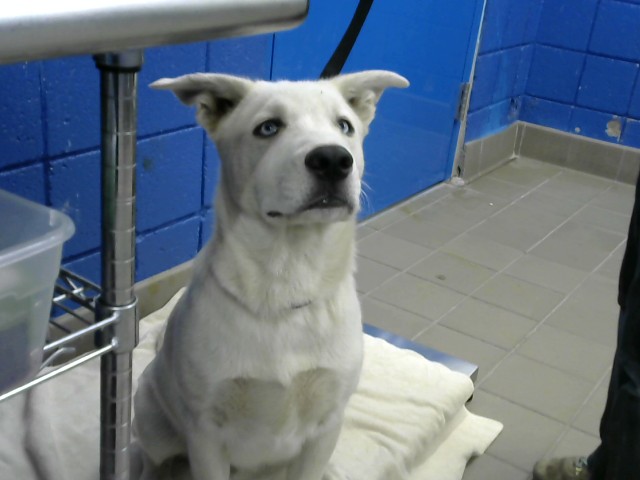 Shelter Stray Male Dog last seen Near BLOCK COPPER AVE NE, 8920 Lomas Blvd NE, Albuquerque, NM 87112, USA