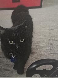 Lost Female Cat last seen Kimberly Woods apartments Hampden and university , Englewood, CO 80113