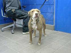 Shelter Stray Female Dog last seen , Albuquerque, NM 87112