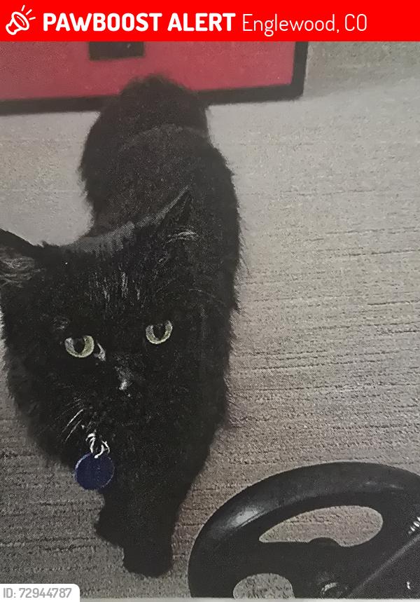 Lost Female Cat last seen Kimberly Woods apartments Hampden and university, Englewood, CO 80113