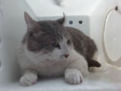 Shelter Stray Male Cat last seen Near BLOCK 63RD NW, Albuquerque, NM 87121