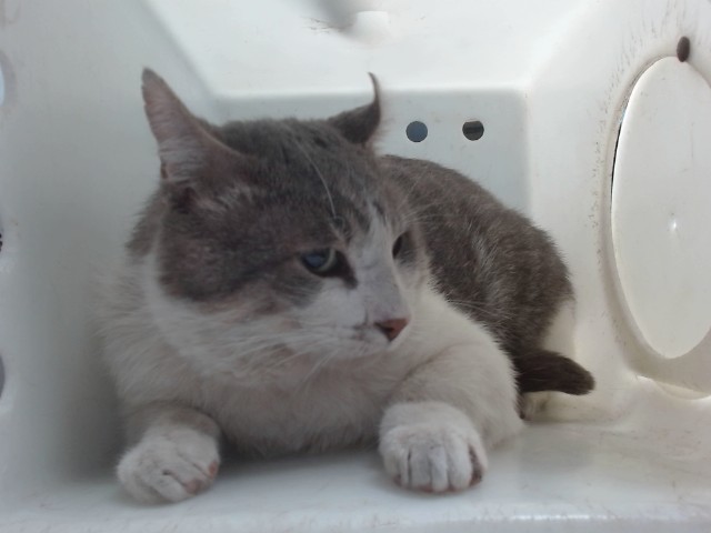 Shelter Stray Male Cat last seen Near BLOCK 63RD NW, Albuquerque, NM 87121