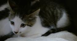 Shelter Stray Unknown Cat last seen Near BLOCK OAKS CROSSING RD, Oklahoma City, OK 73129