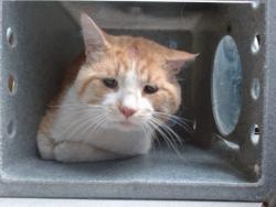 Shelter Stray Male Cat last seen Near BLOCK BRANIFF AVE, Albuquerque, NM 87121