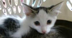 Shelter Stray Unknown Cat last seen Near BLOCK OAKS CROSSING RD, Oklahoma City, OK 73129