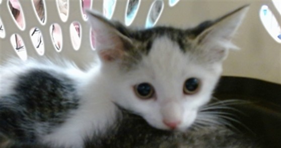 Shelter Stray Unknown Cat last seen Near BLOCK OAKS CROSSING RD, Oklahoma City, OK 73129