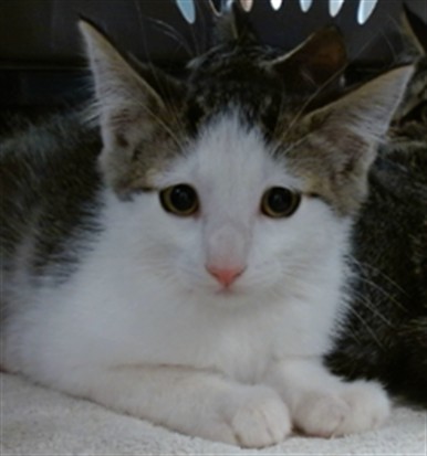 Shelter Stray Unknown Cat last seen Near BLOCK OAKS CROSSING RD, Oklahoma City, OK 73129