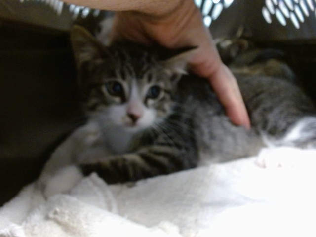 Shelter Stray Unknown Cat last seen Near BLOCK OAKS CROSSING RD, Oklahoma City, OK 73129