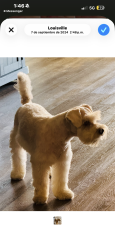 Lost Male Dog last seen Madi Ln, Louisville, KY 40219