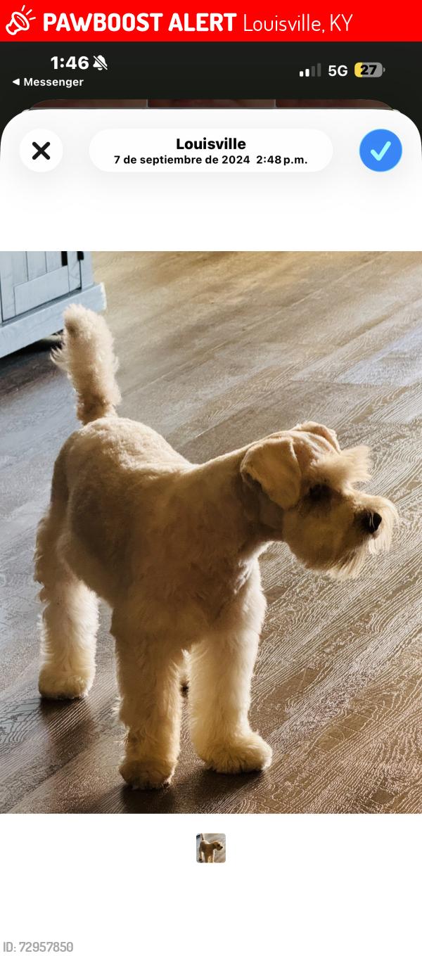 Lost Male Dog last seen Madi Ln, Louisville, KY 40219